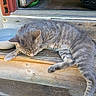 cat, gray_tabby, wooden_steps, bowl, outdoor, animal, pet, feline, grooming, relaxed, rustic, texture, natural_light, close_up, daylight, wood, fur, paw, resting, animal_behavior