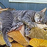 cat, sleeping, gray_cat, firewood, stacked_wood, outdoor, relaxation, fur, animal, nature, wood, texture, peaceful, resting, pet, cozy, daytime, closeup, domestic_cat, quiet