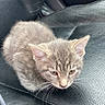 Riddles is registered to the contest to win money with this photo: kitten, cat, gray_fur, pet, animal, car_seat, leather, indoor, small, cute, fur, whiskers, ears, resting, seat, vehicle, closeup, young, domestic_cat, feline