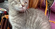 Riddles is registered to the contest to win money with this photo: kitten, gray_tabby, cat, pet, lap, jeans, purple_jacket, person, feline, whiskers, fur, indoor, casual, handbag, can, curious, sitting, young_cat, close_up, comfort