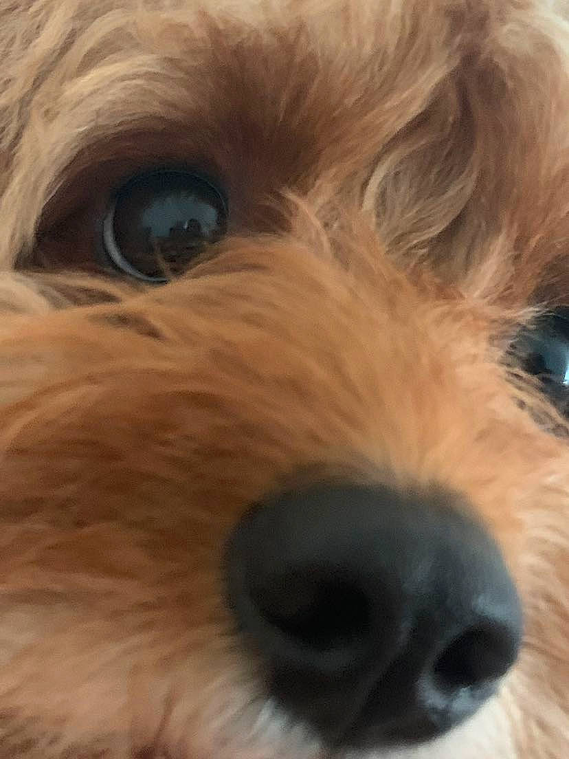 Dori is registered to the contest to win money with this photo: canidae, carnivore, close_up, companion_dog, dog, dog_breed, ear, fur, liver, maltepoo, puppy, small_terrier, snout, sporting_group, terrestrial_animal, terrier, toy_dog, vertebrate, water_dog, working_animal