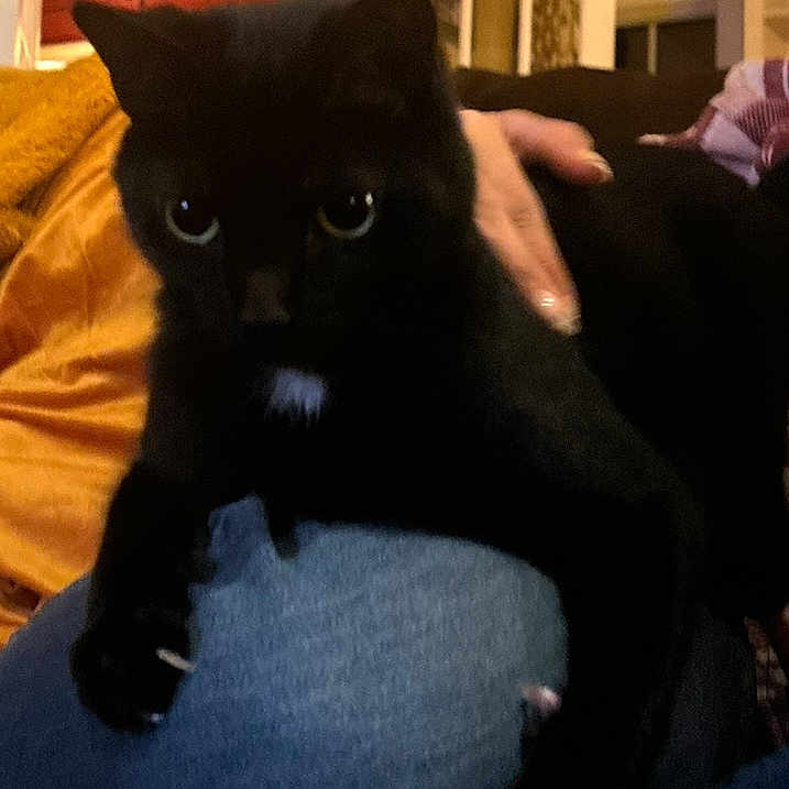 Milo joined the competition — help win amazing prizes! animal, black_cat, blurred, cat, comfort, cozy, domestic_cat, eyes, feline, hand, house, indoor, jeans, lap, looking_at_camera, person, pet, sitting, warm_lighting, white_patch