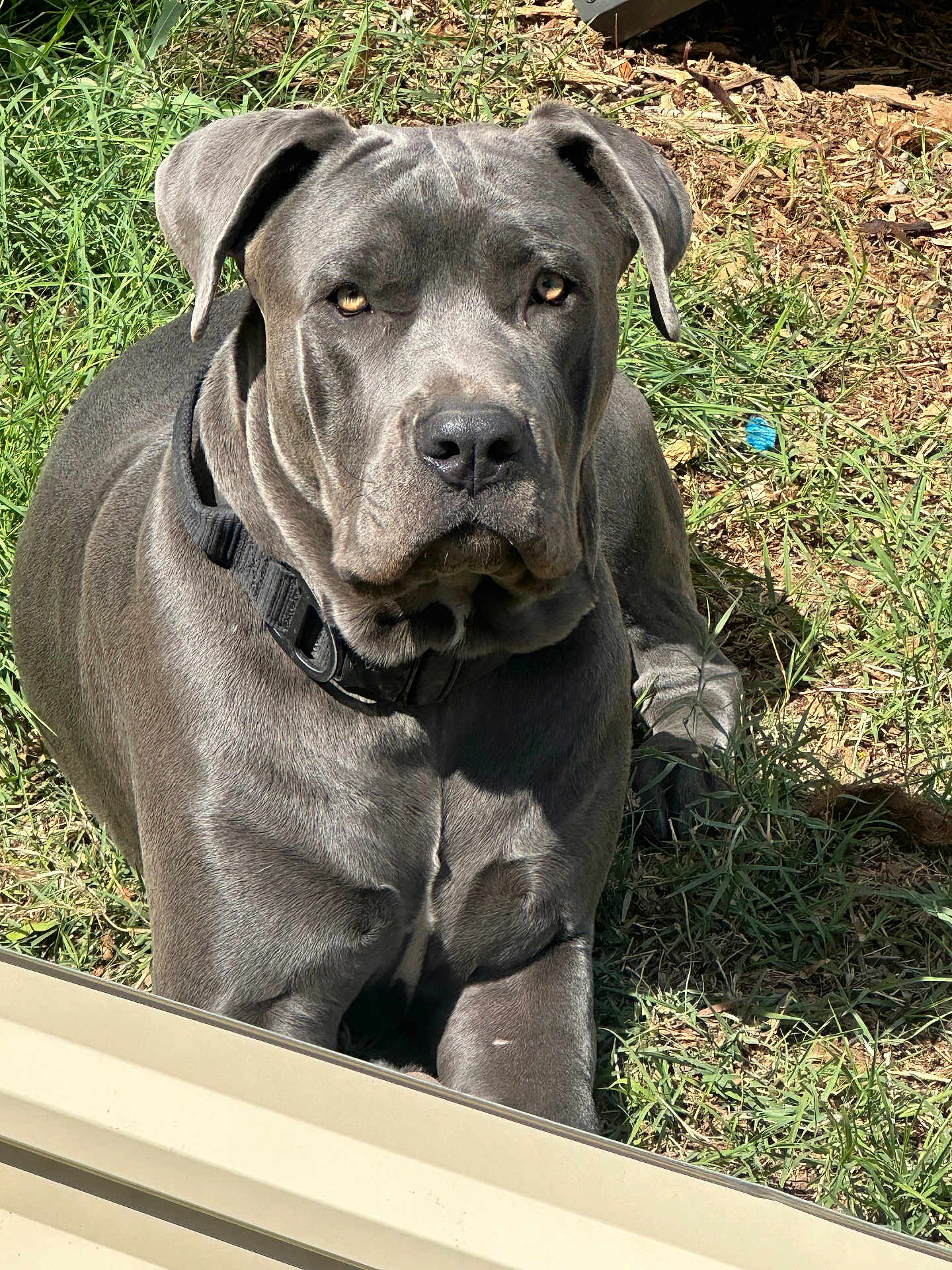 Albus