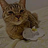 cat, tabby, flower, orchid, bedspread, indoor, pet, whiskers, closeup, feline, relaxed, cute, animal, fur, sleepy, soft_light, domestic, resting, portrait, cozy