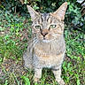 cat, tabby_cat, green_eyes, whiskers, grass, plants, outdoor, nature, leafy_background, pet, animal, feline, curious, sitting, close_up, daylight, ears, fur, ground, garden