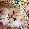 Millie joined the competition — help win amazing prizes! animal, blanket, cat, colorful, cream_colored, cute, ears, eyes, face, fluffy, fur, hand, holding, indoor, kitten, patterned, paws, pet, small, soft