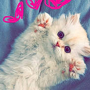 Millie joined the competition — help win amazing prizes! adorable, animal, blue_blanket, cat, closeup, cozy, cute, doodle, feline, fluffy, indoor, kitten, lying_down, paw, pet, pink_hearts, playful, resting, soft, white