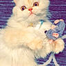 Millie joined the competition — help win amazing prizes! animal, carpet, cat, cream_color, cute, ears, feline, fluffy, indoor, lying_down, mouse_toy, patterned_rug, pet, playful, plush_toy, purple_rug, relaxed, soft, whiskers, wide_eyes