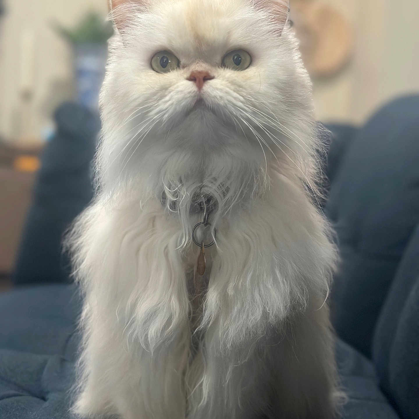 Millie is registered to the contest to win money with this photo: animal, cat, close_up, collar, couch, curious, cute, decor, domestic_animal, feline, fluffy, furniture, houseplant, indoor, pet, portrait, sitting, soft_fur, whiskers, white_cat