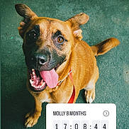 Molly is registered to the contest to win money with this photo: dog, puppy, leash, tongue_out, smiling, pet, animal, young_dog, canine, floor, indoors, red_leash, countdown, digital_overlay, text_overlay, happy, sitting, brown_coat, portrait, looking_up