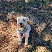 Marlin is registered to the contest to win money with this photo: animal, canine, collar, daylight, dog, fur, grass, ground, happy, leash, looking_up, nature, outdoor, pet, pine_needles, scruffy, shadow, small_dog, sunlight, tag
