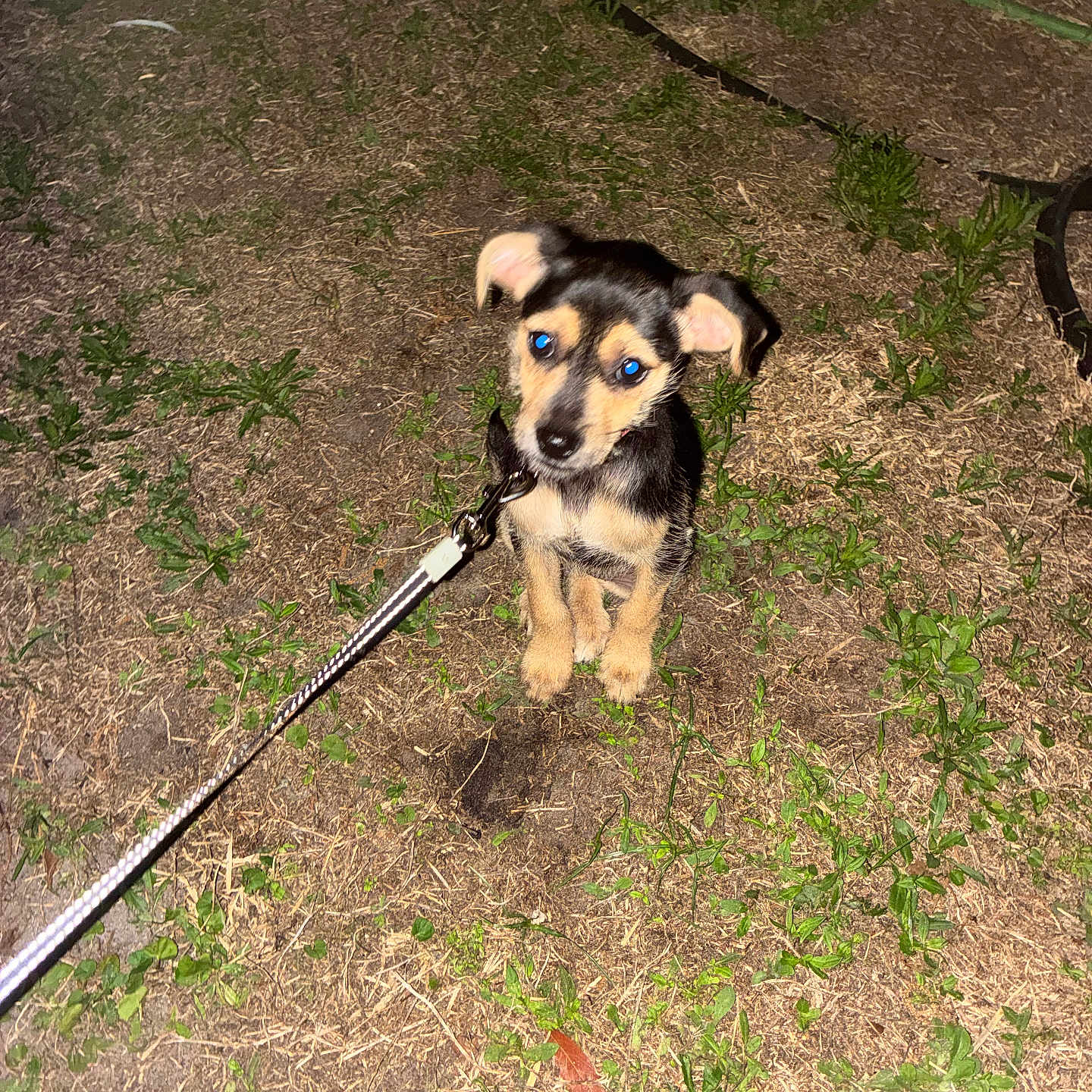 Lilly Rose joined the competition — help win amazing prizes! animal, black, brown, curious, cute, dog, domestic_animal, ears, flash, grass, ground, leash, nature, night, outdoor, pet, puppy, sitting, small_dog, young
