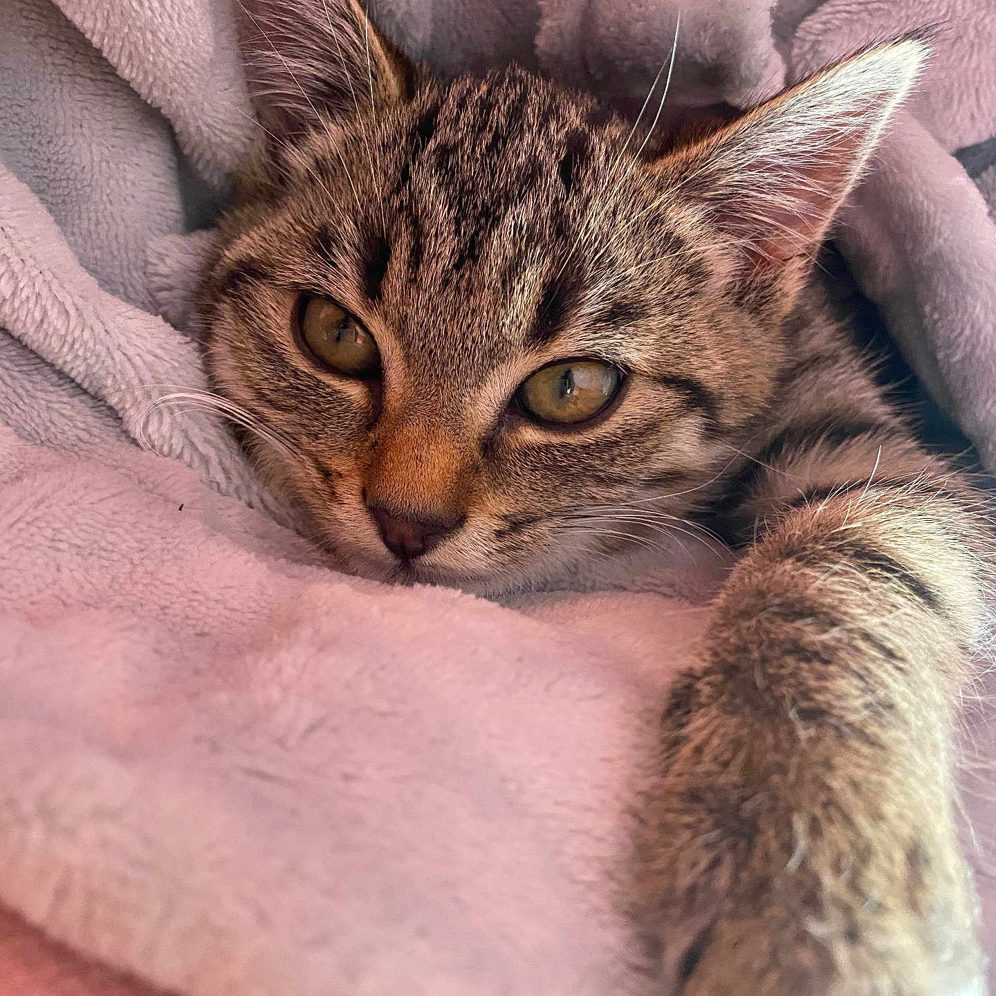Florine Prevot a rejoint le concours — aidez-le/la à gagner de superbes lots ! animal, blanket, cat, close_up, cozy, cute, feline, fur, indoor, kitten, paw, pet, relaxed, resting, sleepy, soft, tabby, warm, whiskers, young