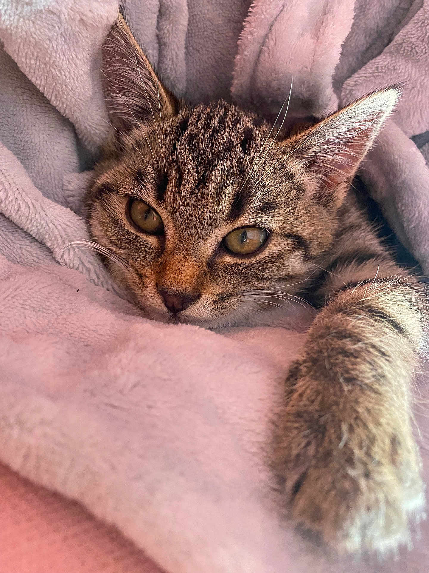 Florine Prevot a rejoint le concours — aidez-le/la à gagner de superbes lots ! kitten, cat, tabby, fur, paw, whiskers, blanket, cozy, sleepy, close_up, pet, cute, indoor, soft, relaxed, animal, feline, resting, warm, young