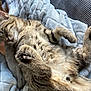 kitten, cat, sleeping, tabby, fur, pet, cozy, blanket, soft, relaxing, cute, animal, paw, whiskers, indoor, resting, feline, comfort, nap, adorable