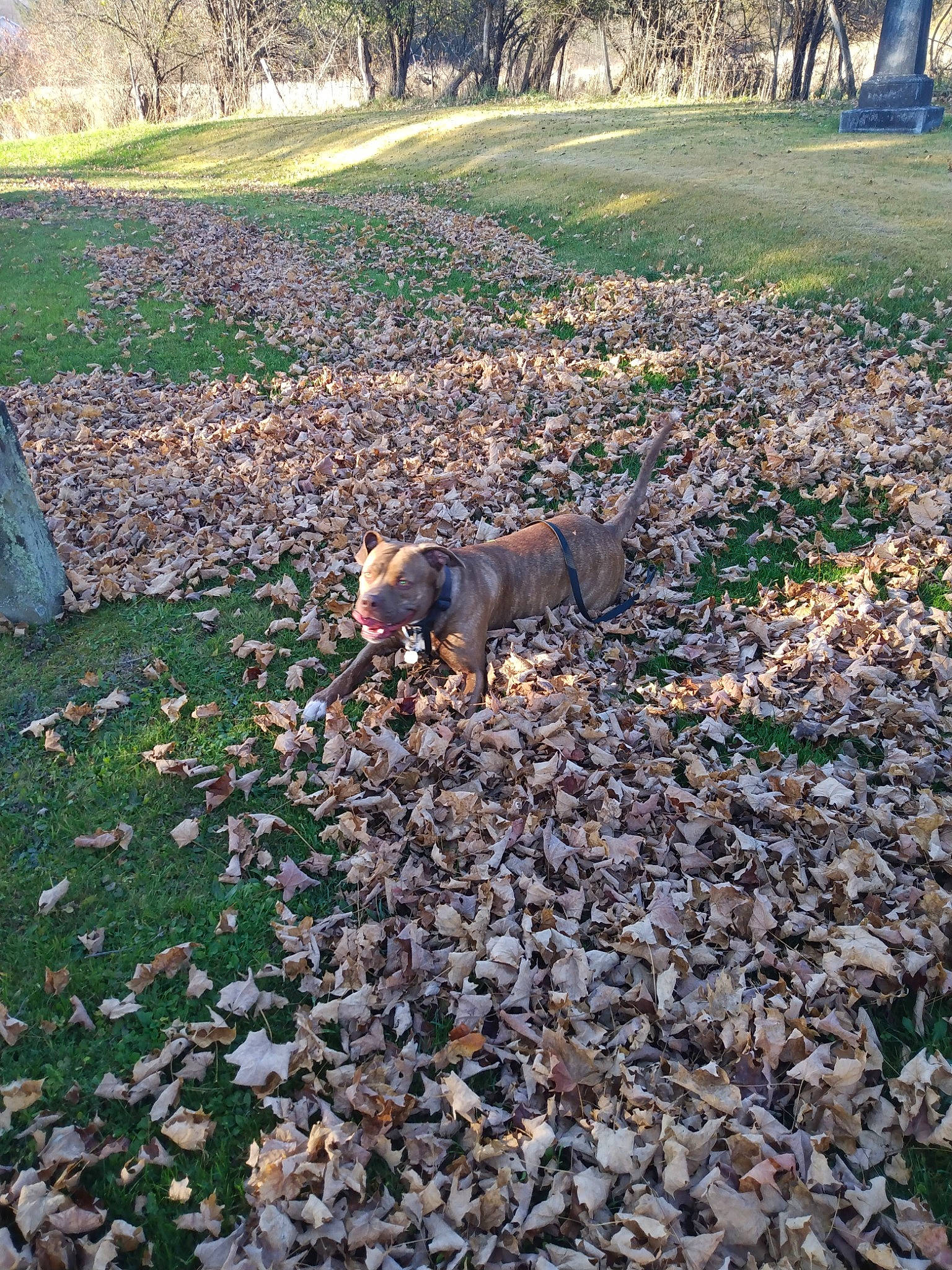 Princess Luna is registered to the contest to win money with this photo: bedrock, botany, carnivore, deciduous, dog, dog_breed, fawn, grass, groundcover, landscape, leaf, natural_landscape, plant, road_surface, rock, shrub, soil, tree, wood, working_animal