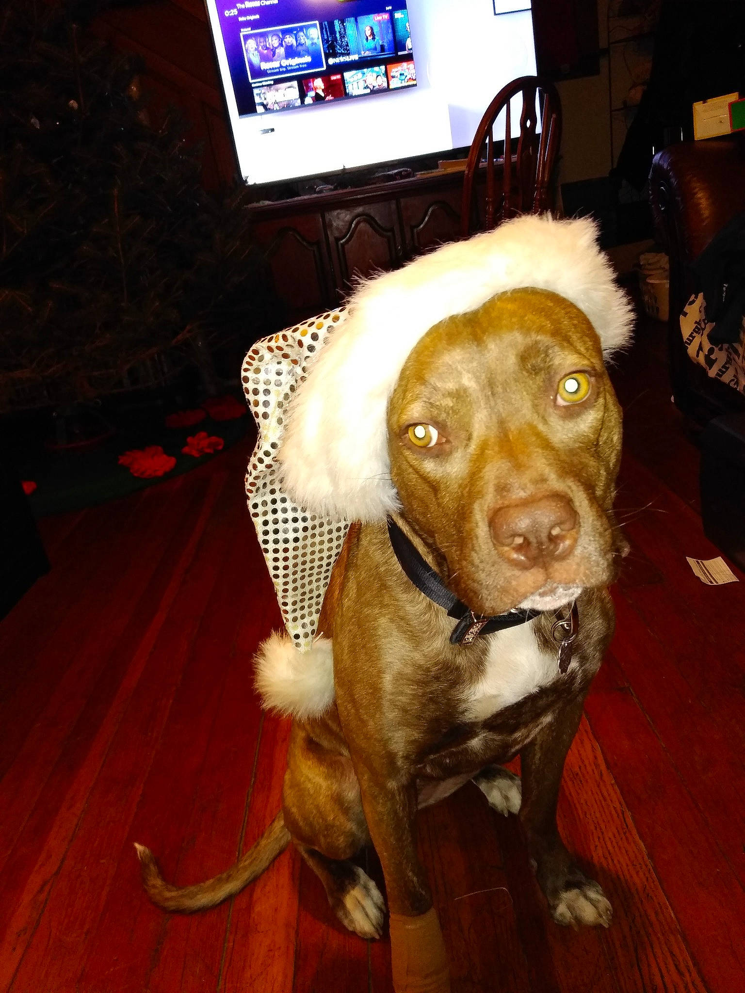 Princess Luna is registered to the contest to win money with this photo: cable_television, canidae, collar, companion_dog, dog, dog_breed, dog_collar, fawn, floor, flooring, fur, gun_dog, hardwood, liver, snout, sporting_group, television, whiskers, wood, working_animal