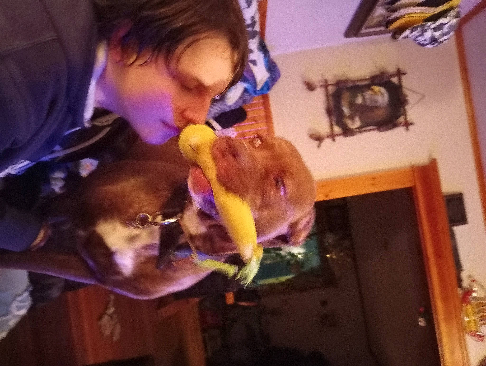 Princess Luna is registered to the contest to win money with this photo: companion_dog, dog, dog_breed, ear, event, eyewear, fun, fur, happy, mouth, picture_frame, room, selfie