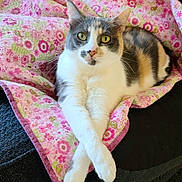 Primrose joined the competition — help win amazing prizes! cat, calico, animal, pet, feline, paws, crossed_paws, blanket, pink, floral, cozy, indoor, resting, cute, fur, whiskers, yellow_eyes, sofa, relaxed, portrait