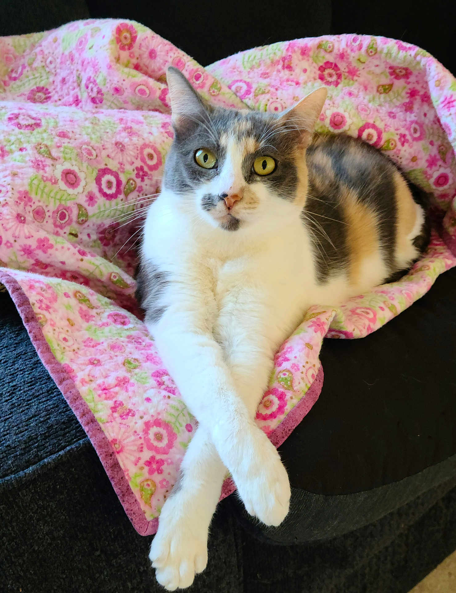 Primrose joined the competition — help win amazing prizes! cat, calico, animal, pet, feline, paws, crossed_paws, blanket, pink, floral, cozy, indoor, resting, cute, fur, whiskers, yellow_eyes, sofa, relaxed, portrait