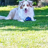 Ouchka a rejoint le concours — aidez-le/la à gagner de superbes lots ! dog, grass, toy, garden, plant, sunlight, pet, outdoor, happy, fluffy, greenery, nature, relaxed, playful, canine, summer, backyard, leaf, potted_plant, tongue_out