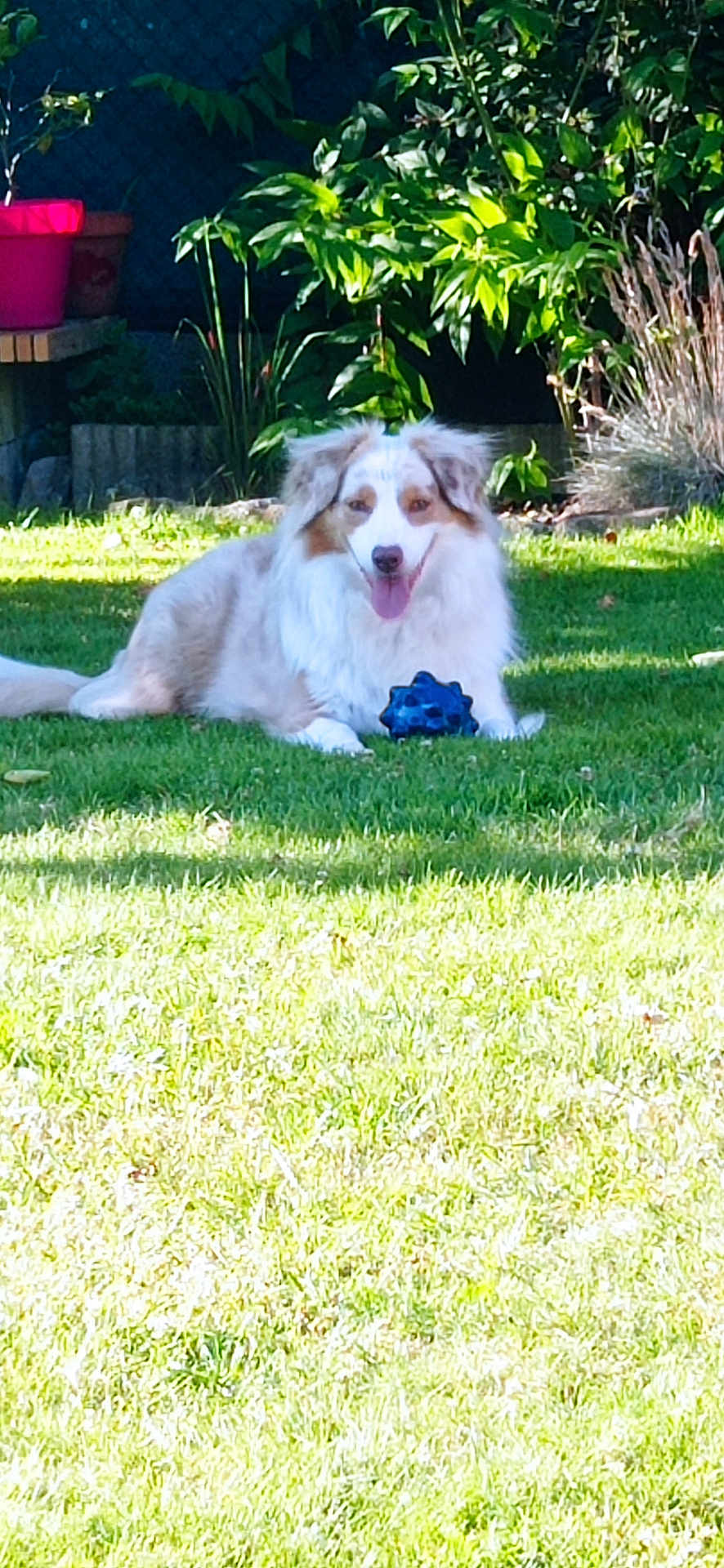 Ouchka a rejoint le concours — aidez-le/la à gagner de superbes lots ! dog, grass, toy, garden, plant, sunlight, pet, outdoor, happy, fluffy, greenery, nature, relaxed, playful, canine, summer, backyard, leaf, potted_plant, tongue_out