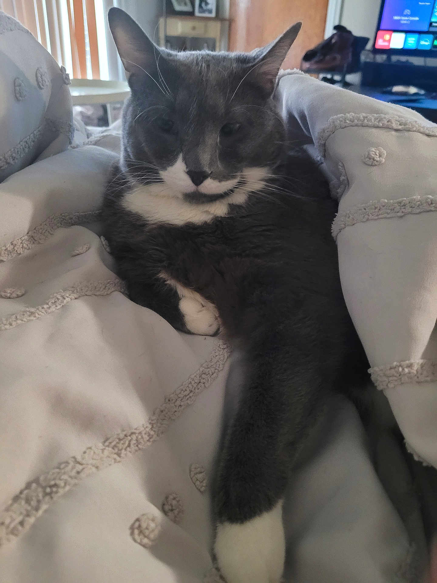 Hunter joined the competition — help win amazing prizes! cat, feline, pet, gray_cat, tuxedo_cat, cat_face, whiskers, paw, white_paw, bed, blanket, bedding, cozy, indoor, lounging, relaxed, portrait, close_up, living_room, television