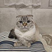 Azurd participe au concours pour gagner de l'argent avec cette photo : cat, scottish_fold, striped_cushion, indoor, pet, feline, cute, relaxed, fur, home, lace_curtain, window, paws, sitting, portrait, animal, whiskers, tabby, resting, cozy