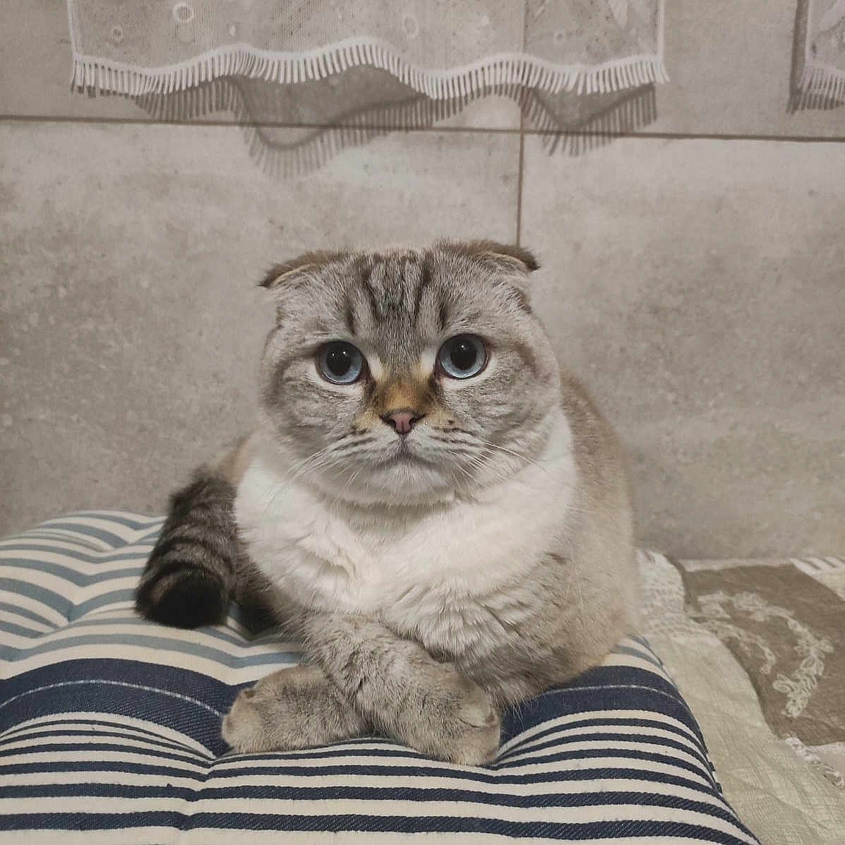 Azurd participe au concours pour gagner de l'argent avec cette photo : animal, cat, cozy, cute, feline, fur, home, indoor, lace_curtain, paws, pet, portrait, relaxed, resting, scottish_fold, sitting, striped_cushion, tabby, whiskers, window