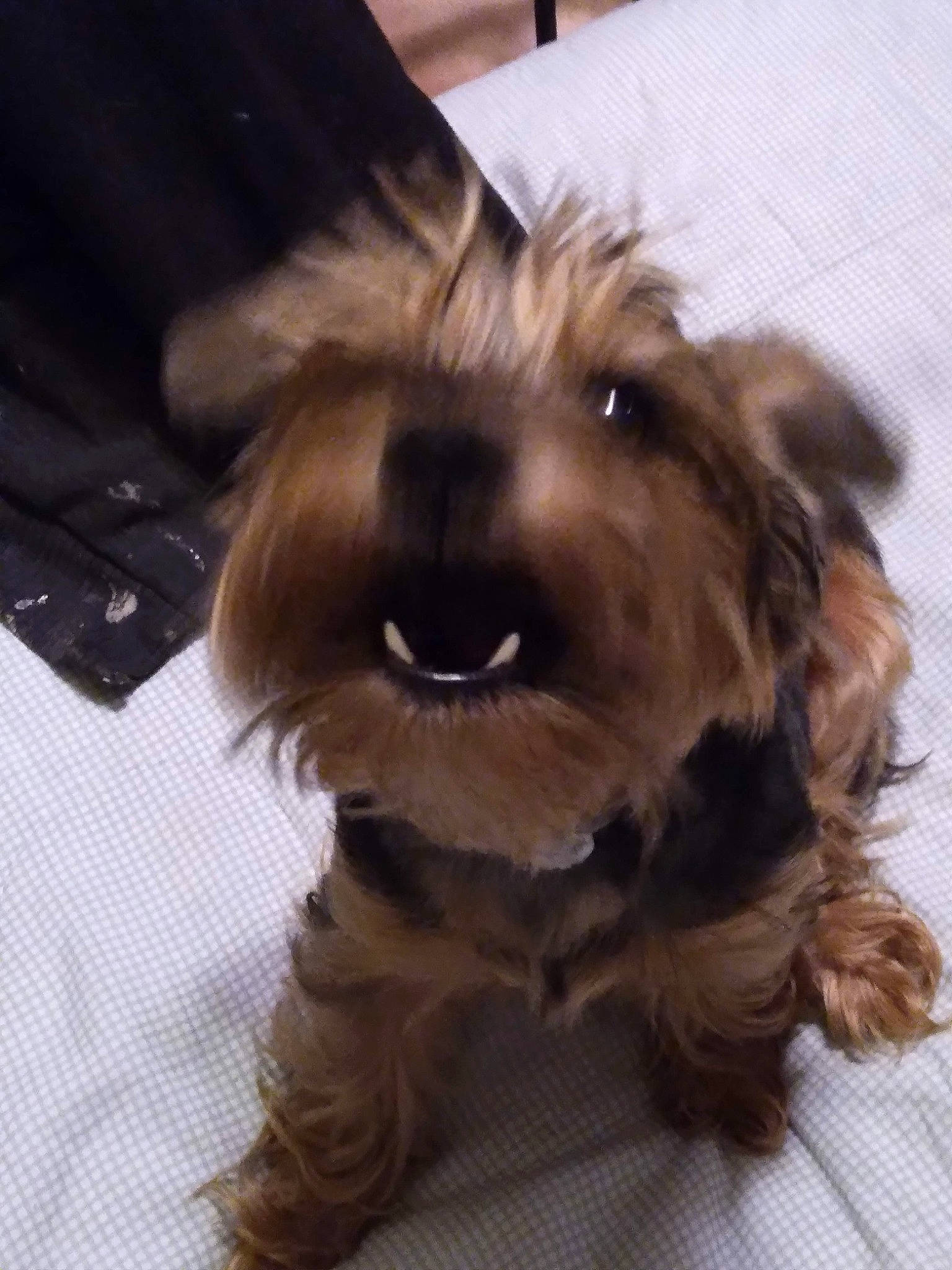 Buster joined the competition — help win amazing prizes! canidae, carnivore, companion_dog, computer_keyboard, dog, dog_breed, dog_supply, fur, input_device, liver, maltepoo, peripheral, remote_control, small_terrier, snout, sporting_group, terrier, toy_dog, working_animal, yorkipoo