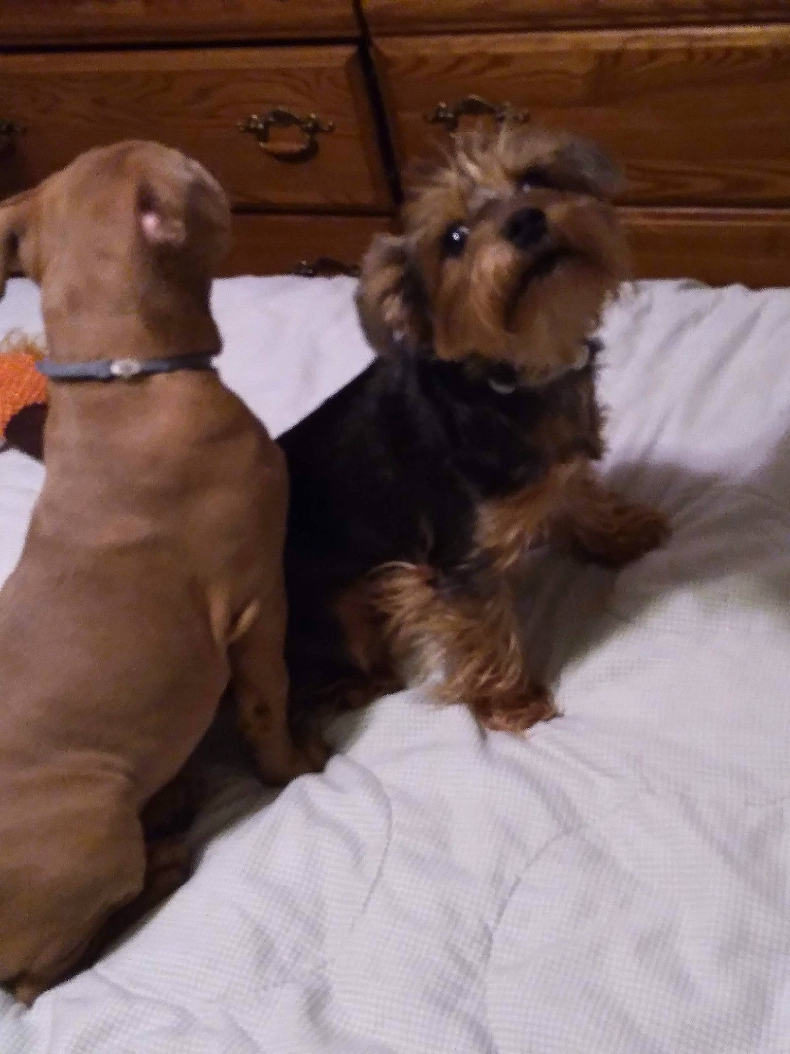 Buster is registered to the contest to win money with this photo: brown, canidae, carnivore, collar, comfort, companion_dog, dog, dog_breed, dog_collar, dog_supply, fawn, fur, hardwood, liver, paw, pet_supply, snout, sporting_group, wood, working_animal