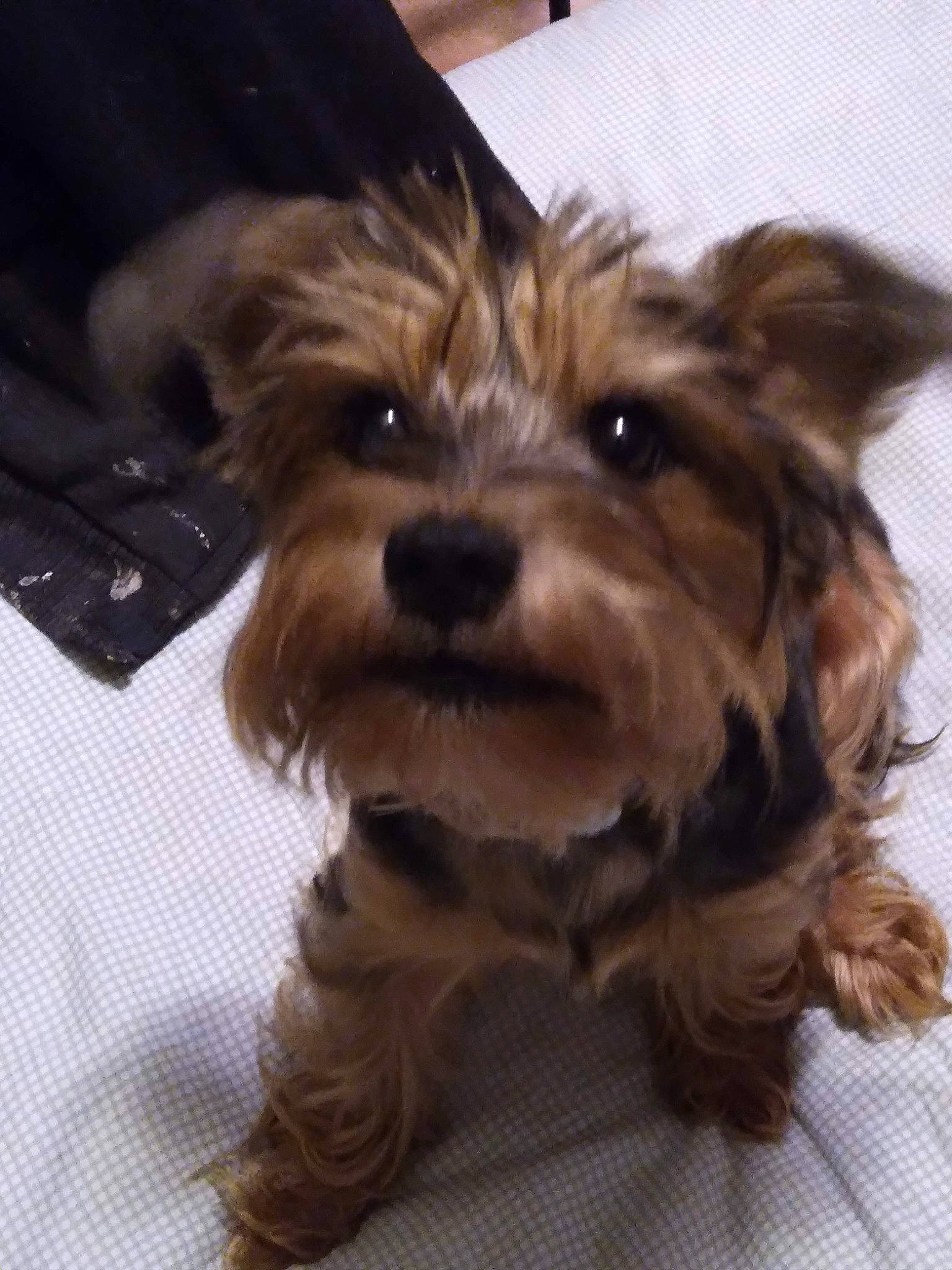 Buster is registered to the contest to win money with this photo: biewer_terrier, canidae, carnivore, companion_dog, computer_keyboard, dog, dog_breed, fawn, fur, input_device, liver, maltepoo, peripheral, remote_control, small_terrier, snout, sporting_group, toy_dog, wood, working_animal