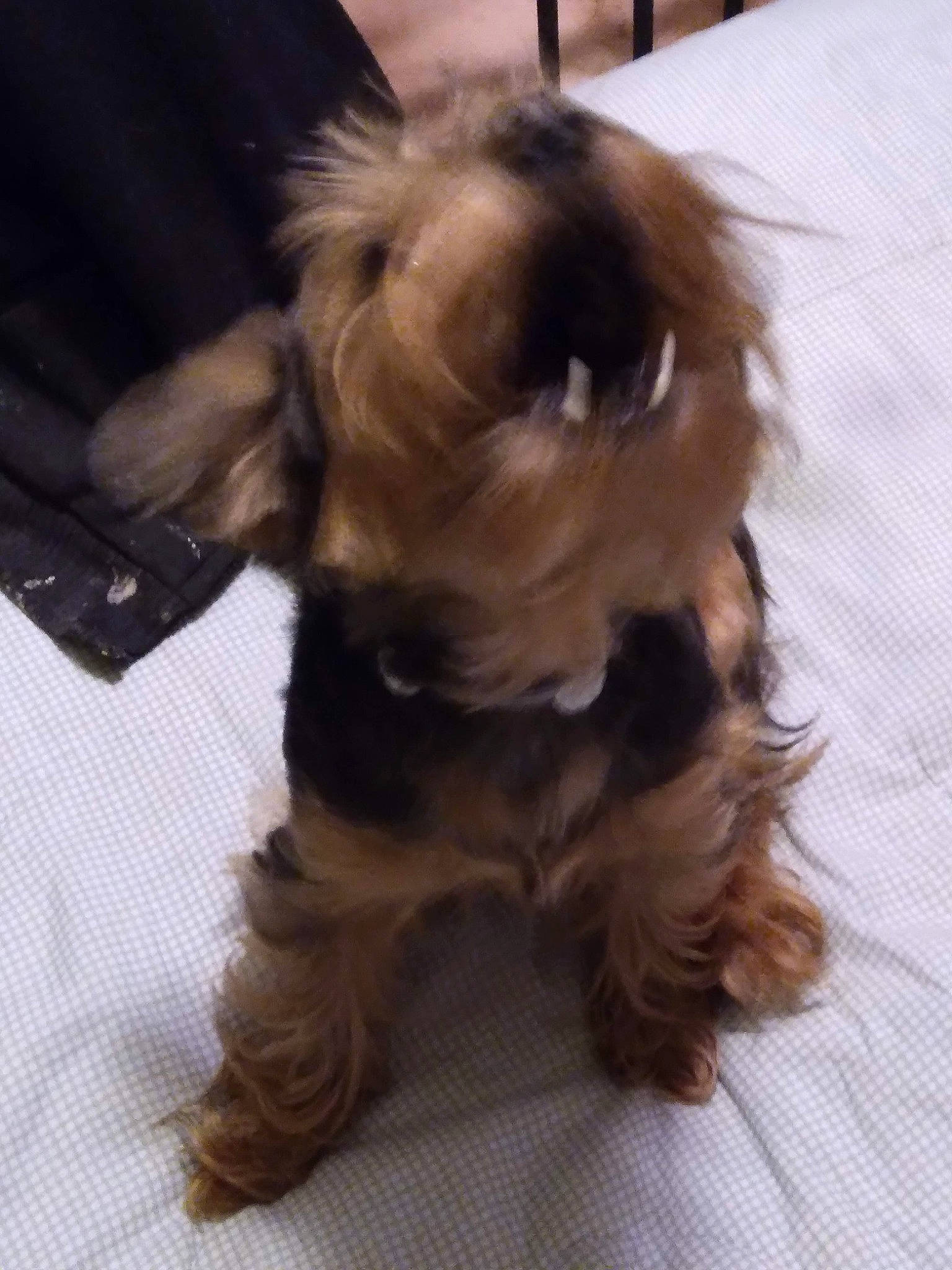 Buster joined the competition — help win amazing prizes! biewer_terrier, canidae, carnivore, companion_dog, dog, dog_breed, dog_supply, ear, fawn, fur, liver, paw, pet_supply, small_terrier, snout, sporting_group, terrier, toy_dog, working_animal, yorkipoo