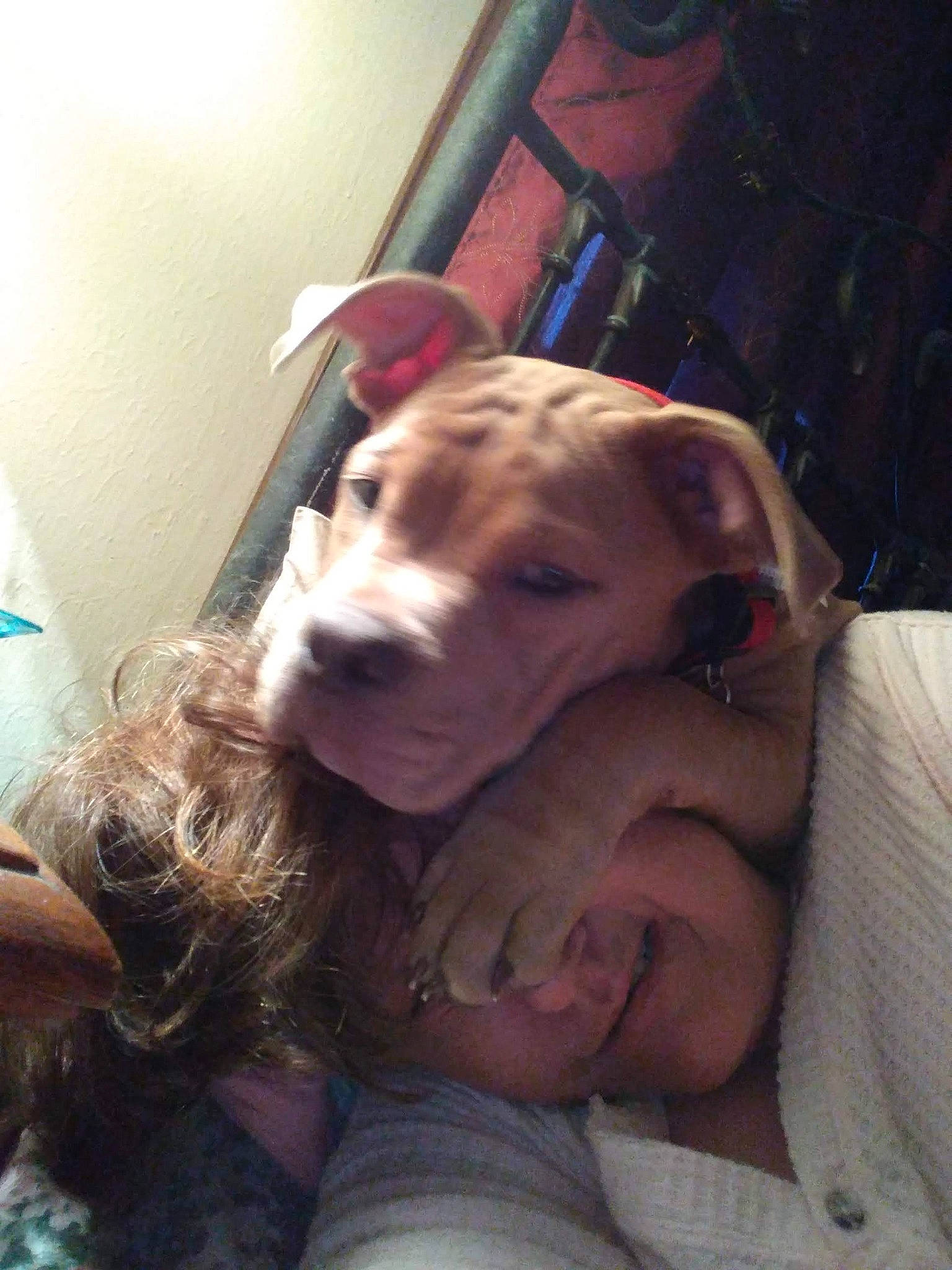 Scar joined the competition — help win amazing prizes! bedtime, canidae, carnivore, comfort, companion_dog, dog, dog_breed, ear, fawn, flesh, fun, fur, guard_dog, jaw, selfie, snout, sporting_group, trunk, whiskers, working_animal