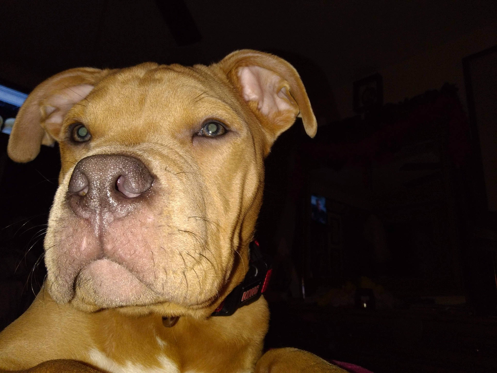 Scar joined the competition — help win amazing prizes! carnivore, companion_dog, dog, dog_breed, fawn, liver, molosser, non_sporting_group, pet_supply, sporting_group, terrestrial_animal, whiskers, working_animal, working_dog