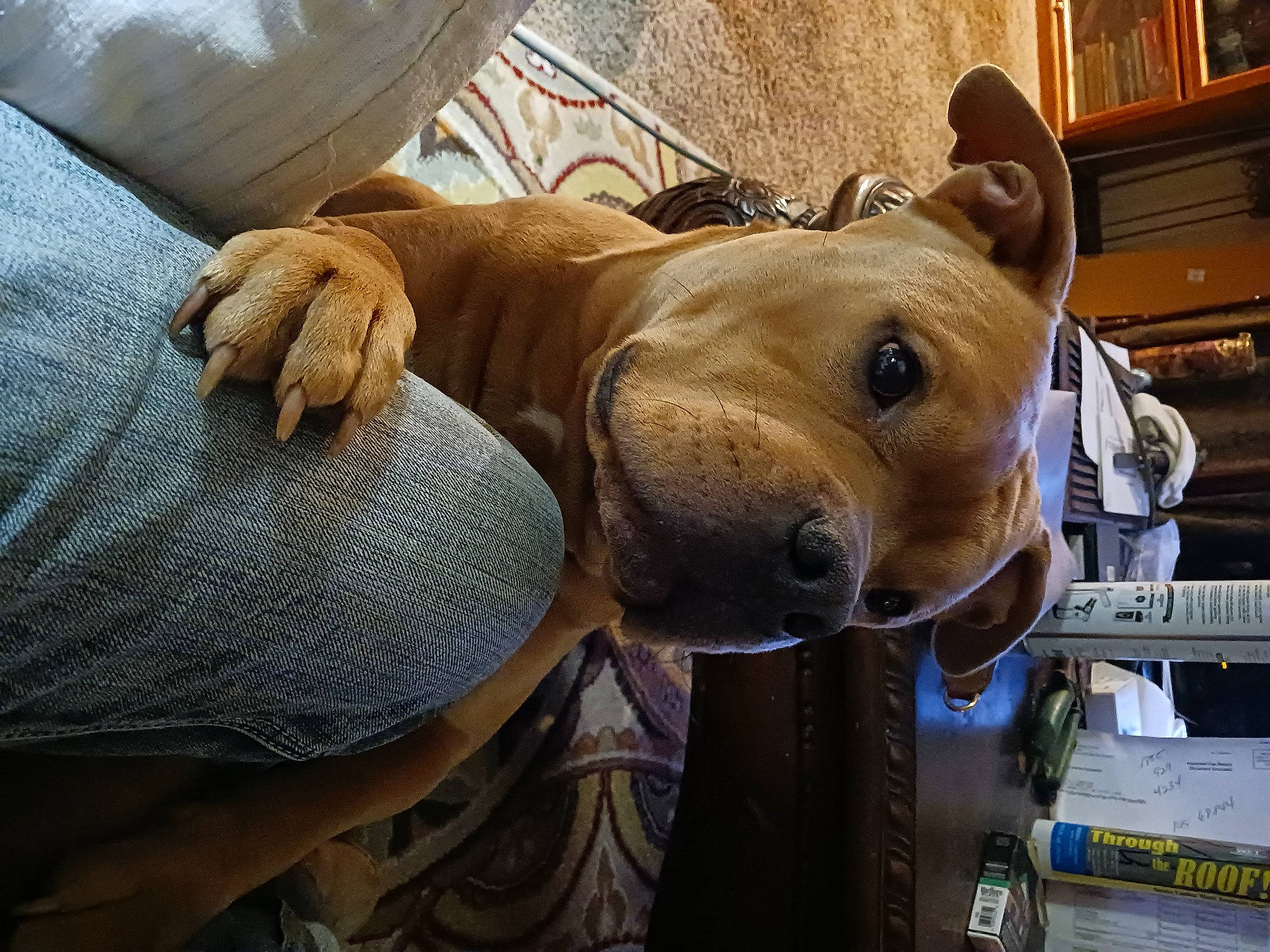 Scar is registered to the contest to win money with this photo: canidae, carnivore, comfort, companion_dog, dog, dog_breed, fawn, fur, guard_dog, hat, snout, sporting_group, table, terrestrial_animal, whiskers, wood, working_animal, wrinkle