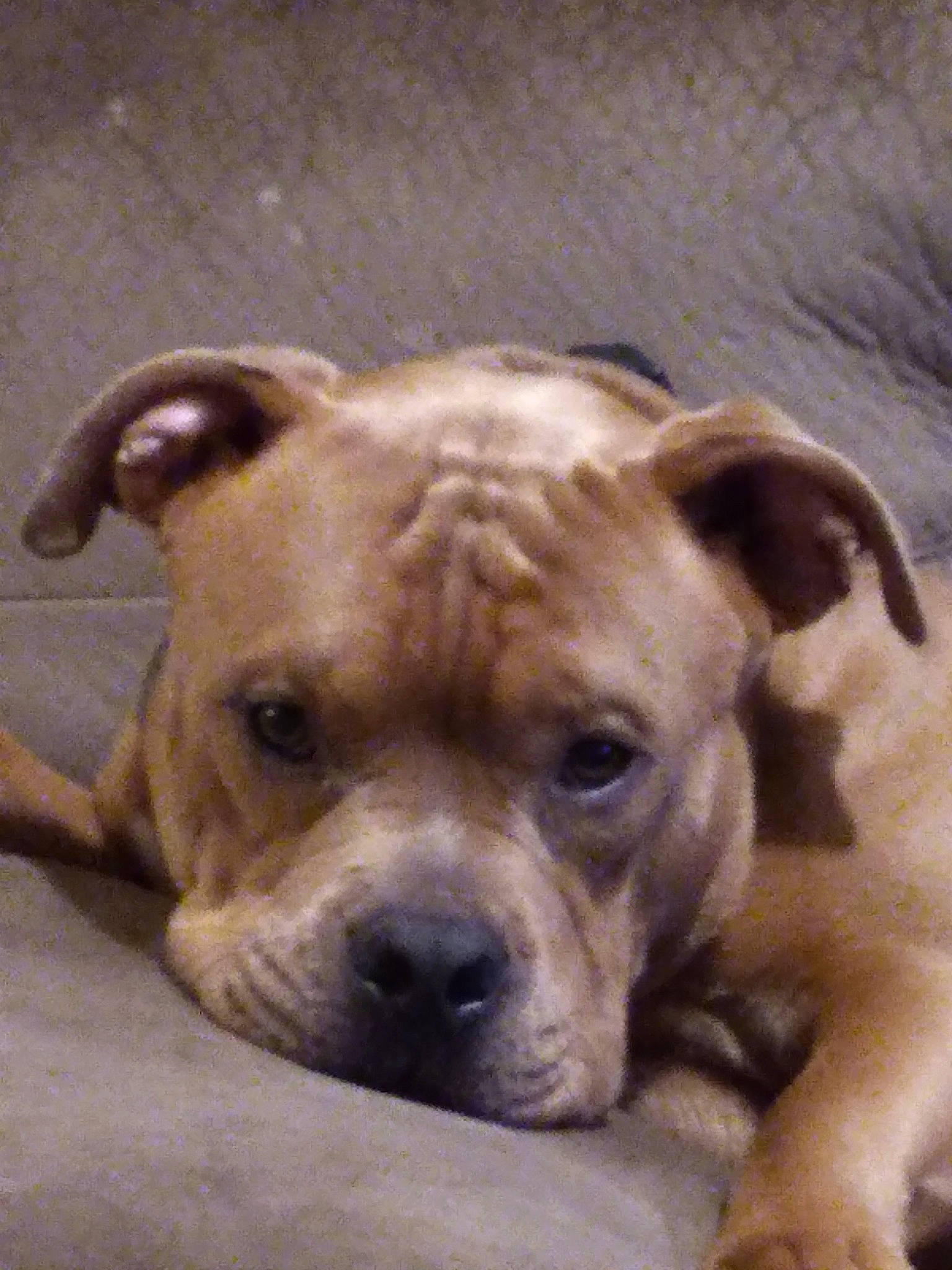 Scar is registered to the contest to win money with this photo: ancient_dog_breeds, bulldog, canidae, carnivore, companion_dog, dog, dog_breed, fawn, fur, molosser, paw, puppy, snout, sporting_group, terrestrial_animal, toy_dog, whiskers, working_animal, working_dog, wrinkle