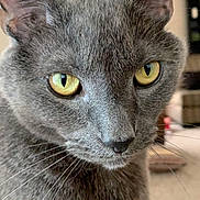 Slider joined the competition — help win amazing prizes! cat, gray_cat, yellow_eyes, close_up, pet, feline, whiskers, fur, indoor, curious, animal, portrait, domestic_cat, face, ears, nose, eyes, mammal, closeup