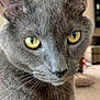 cat, gray_cat, yellow_eyes, close_up, pet, feline, whiskers, fur, indoor, curious, animal, portrait, domestic_cat, face, ears, nose, eyes, mammal, closeup