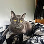 cat, gray_cat, yellow_eyes, pet, indoor, blanket, patterned_blanket, relaxed, feline, animal, fur, whiskers, collar, bell, resting, cozy, home, soft_light, portrait, closeup