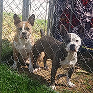 Pandora joined the competition — help win amazing prizes! dog, dogs, chain_link_fence, fence, grass, yard, sunlight, outdoor, pet, animal, canine, two_dogs, brown_dog, black_and_white_dog, sitting, standing, metal_pole, patterned_cloth, daytime, nature