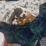 Baby Girl joined the competition — help win amazing prizes! animal, blanket, brown_dog, companion, cozy, cute, dog, ears, floor, fur, indoor, lying_down, patterned_blanket, pets, relaxing, resting, sleeping, snuggling, white_dog, wooden_floor