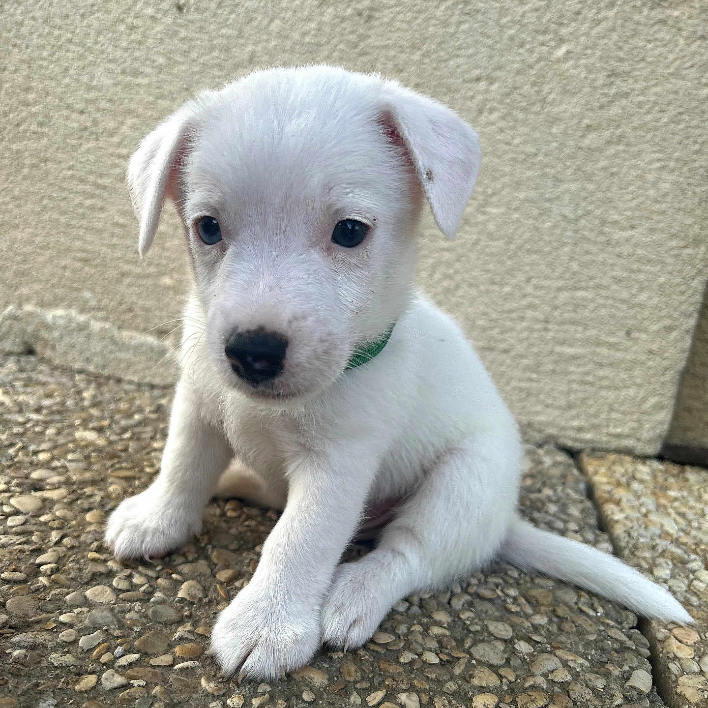Bronx a rejoint le concours — aidez-le/la à gagner de superbes lots ! puppy, dog, white, young, collar, pet, sitting, outdoor, curious, small, cute, animal, fur, paw, tail, face, texture, wall, ground, nature