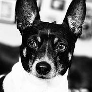Max is registered to the contest to win money with this photo: dog, black_and_white, portrait, close_up, ears, animal, pet, face, canine, indoor, focused, expression, whiskers, snout, fur, eyes, background, blurred, framed_pictures, looking