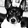 dog, black_and_white, portrait, close_up, ears, animal, pet, face, canine, indoor, focused, expression, whiskers, snout, fur, eyes, background, blurred, framed_pictures, looking