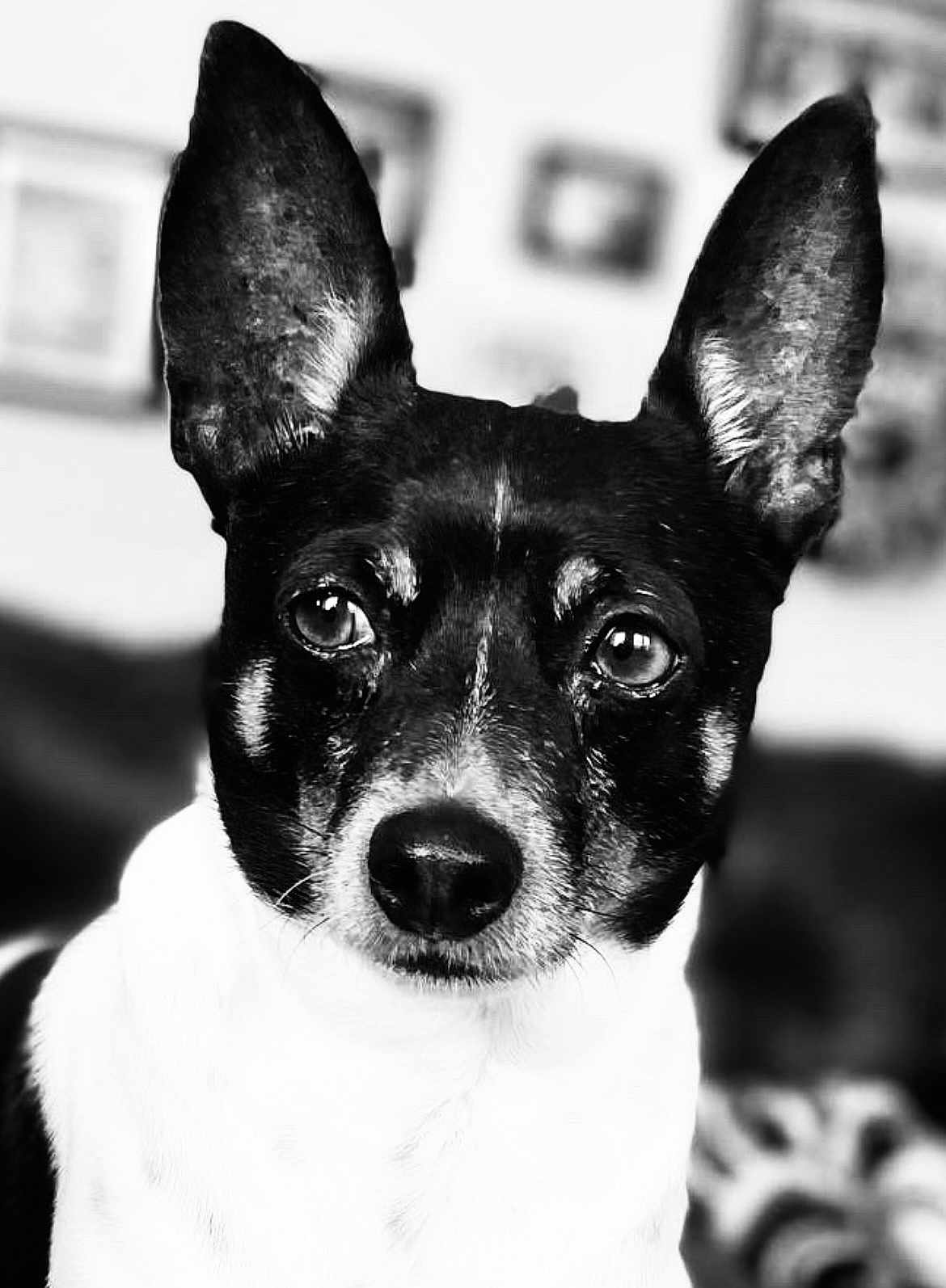 Max is registered to the contest to win money with this photo: dog, black_and_white, portrait, close_up, ears, animal, pet, face, canine, indoor, focused, expression, whiskers, snout, fur, eyes, background, blurred, framed_pictures, looking