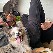 Snickers is registered to the contest to win money with this photo: dog, cat, couch, person, feet, toy_doll, tattoo, black_pants, tongue_out, happy, furry, indoor, relaxed, pet, animal, smiling, playful, fur, sitting, home