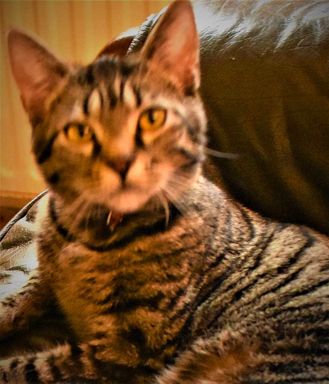 Praline