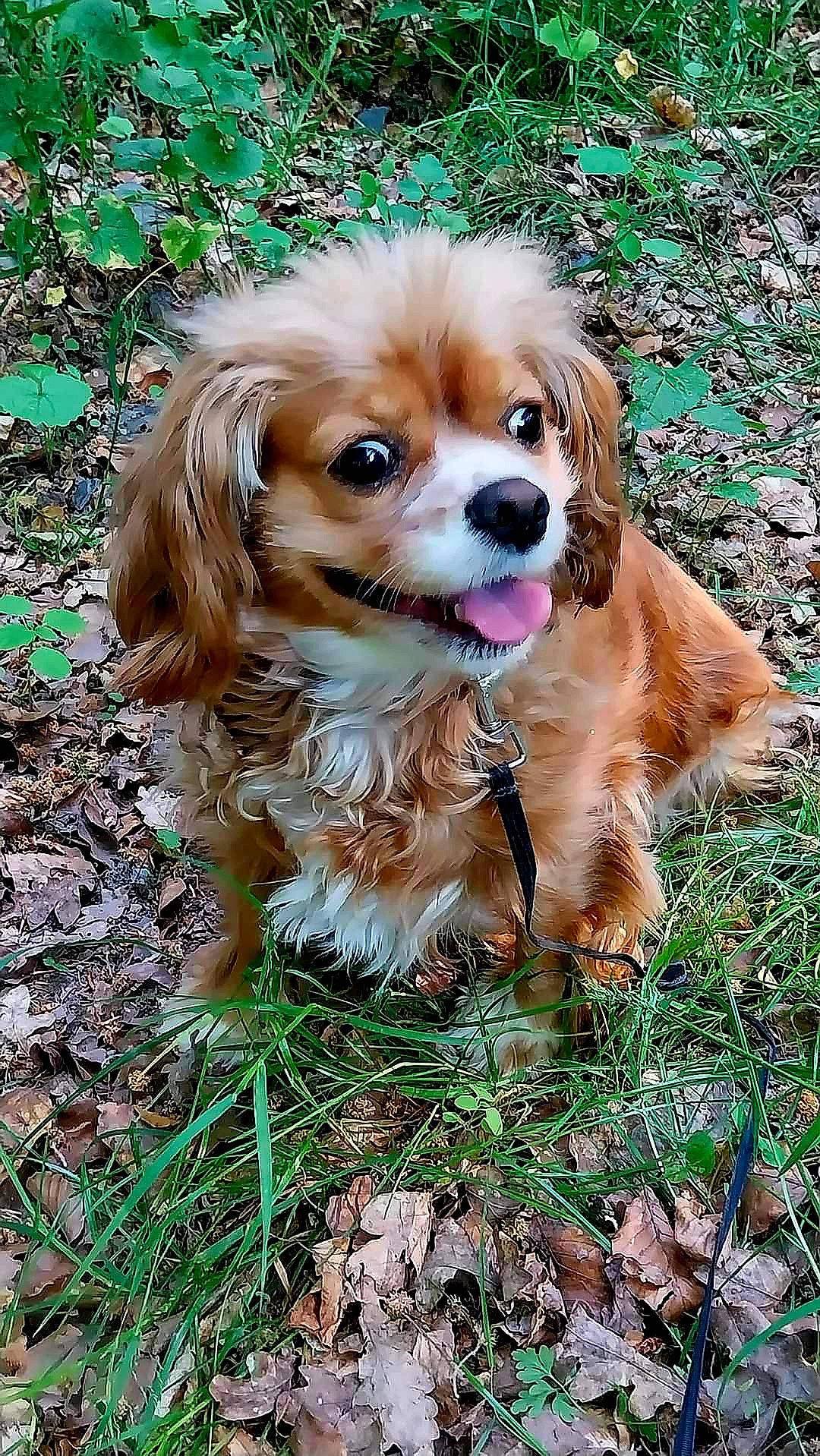 Louna participe au concours pour gagner de l'argent avec cette photo : canidae, carnivore, cavalier_king_charles_spaniel, companion_dog, dog, dog_breed, fawn, fur, grass, gun_dog, liver, plant, puppy, snout, spaniel, sporting_group, terrestrial_animal, toy_dog, whiskers