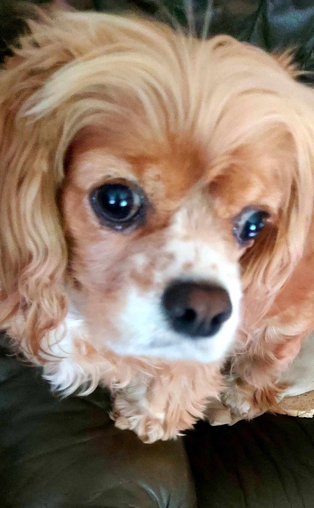 Louna